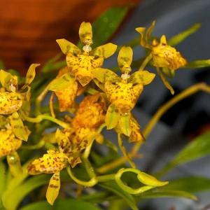 Oncidium Meirax - Img 2