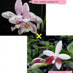 (Phal. Amabilis X Phal. tetraspis C1) X Phal. Tetraspis C1