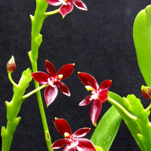 Phal. Cornu-Cervi Chattaladae FS