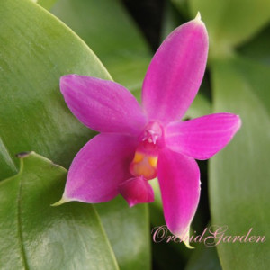 Phal. Violacea Indigo Blue X Phal Violacea Indigo Red FS