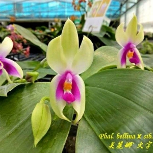 Phalaenopsis bellina fire x sib