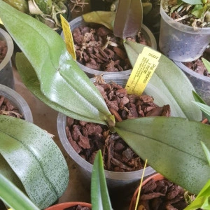 phalaenopsis Celebensis x Mariae - Img 2