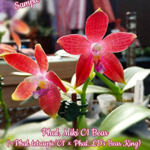 Phalaenopsis Miki C1 Bear