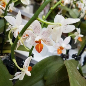 Phalaenopsis Mini-Mark