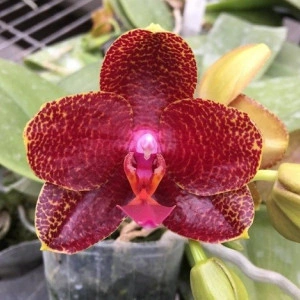 Phalaenopsis Mituo sun X Al sun tiger - Img 2