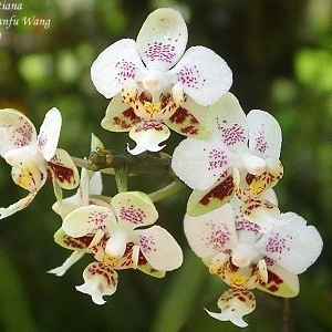 Phalaenopsis Stuartiana var. Punctatissima FS