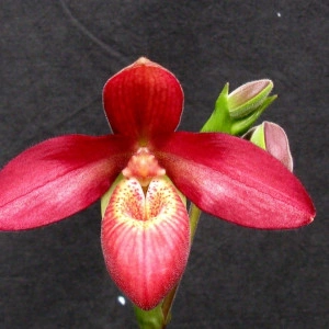 Phragmiopedilum Ainsworthii x Dick Clements FS - Img 3