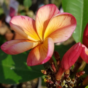 Plumeria Desert Sunrise - Img 3