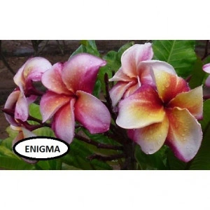 Plumeria Enigma