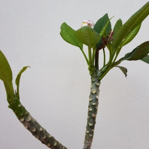 Plumeria Hawaiian - Img 3