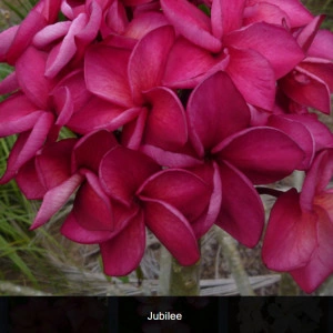 Plumeria Jubilee