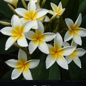 Plumeria Star White