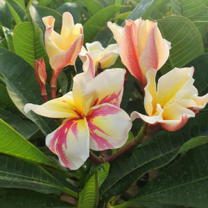 Plumeria Vishanu Gold Splash