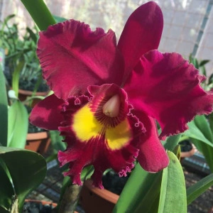 RLC Sanyang Ruby 'Grand Dragon', seedling