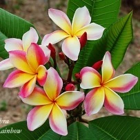 Seminte Plumeria Intense rainbow