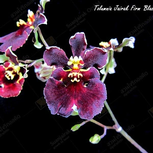 Tolumnia