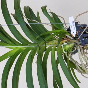 V. M. V. Tannis 'Kirk' AM/AOS (V. Memory Tienchai x V. Lamelata) - Img 2