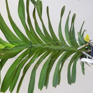 Vanda Fuchs Delight x V. Coerulea - Img 2