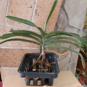 Vanda Hoogthai x Vanda Denisoniana X Christensonia Vietnamica w1 FS - Img 2