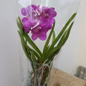 Vanda in vas de sticla - roz - Img 2