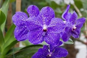 Vanda Pachara Delight FCC./JOGA