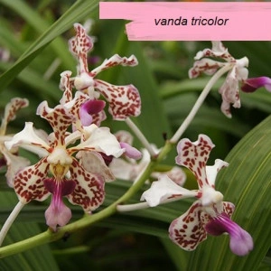 Vanda Tricolor var. Suavis