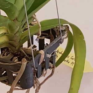Vandachostylis Colmarie x Rhyncostylis Gigantea w1 FS - Img 3
