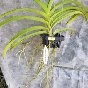 Vascostylis Roll on Red FS - Img 2