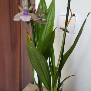 Zygopetalum - Img 2