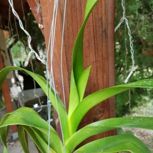 Aerides Korat - Img 4