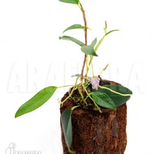 Anthurium Scadens var. Pumila - Img 2