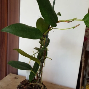 Anthurium Scadens var. Pumila - Img 3