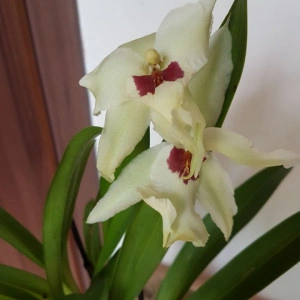 Beallara