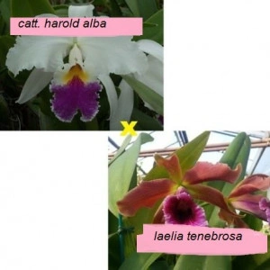 Cattleya Harold Alba X Laelia Tenebrosa