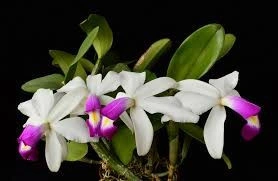 Cattleya Violacea, var semialba, clumps