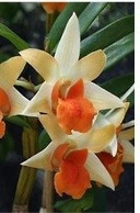 Den. Dawn Maree x Frosty Dawn, Orange Clone FS