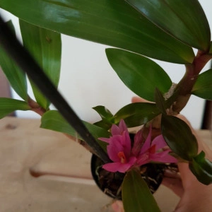 Dendrobium Hibiki Sandra's Delight - Img 3