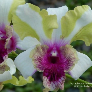 Dendrobium Nopporn Starbright