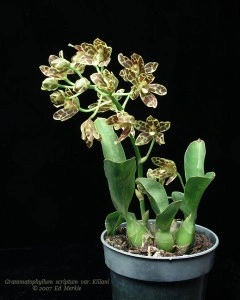 Grammatophyllum Scriptum var Kllani FS