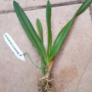 Ionopsis Utriculata - Img 2