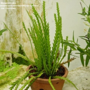 Lockhartia Lunifera - Img 3