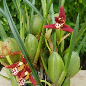 Maxillaria Tenuifolia