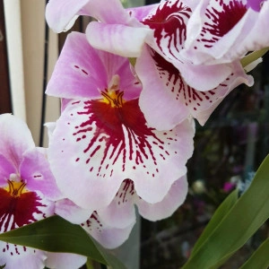 Miltoniopsis 2 tije