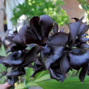 Monnierara Millenium Magic Witchcraft FCC/AOS  M/NFS