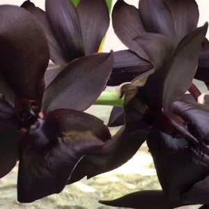 Monnierara Millenium Magic Witchraft, seedling