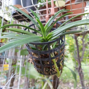 Neofinetia Falcata Alba FS - Img 2