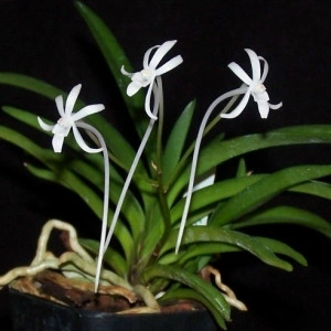 Neofinetia Falcata Alba FS