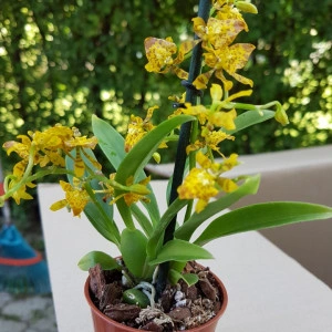 Oncidium Meirax - Img 3