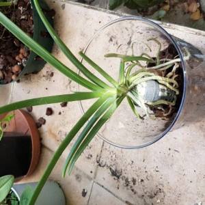 Paraphalaenopsis Labukensis x Vanda Denisoniana - Img 2