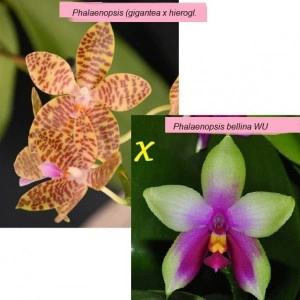 (Phal, Gigantea X Phal. Hierogliphyca) X Phal. Bellina WU